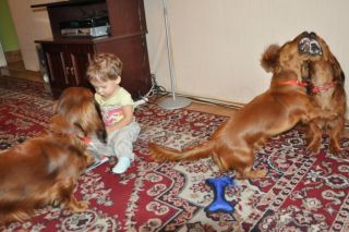 NADIM jamniki Kollapsar